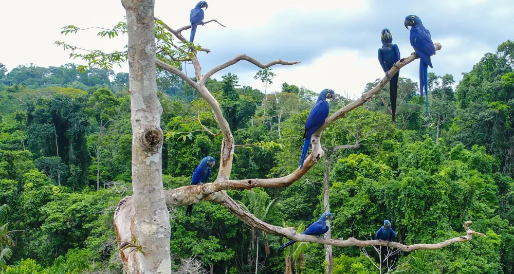 colorful birds in canopy