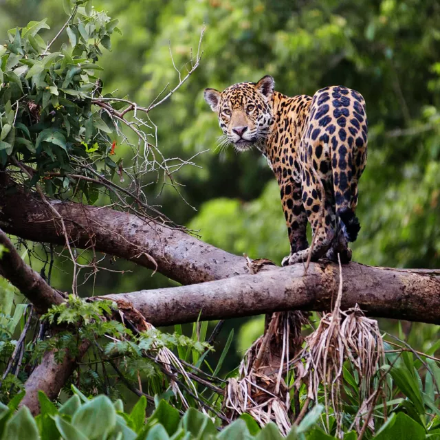 jaguar on tree