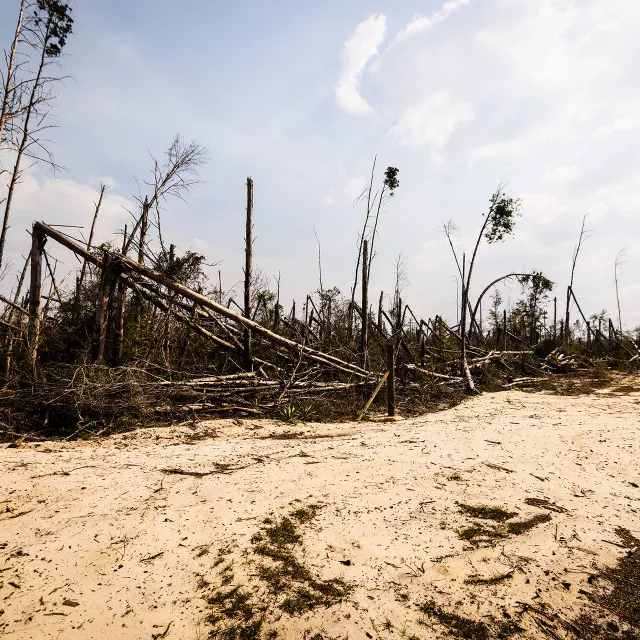 forest devastated by hurricane