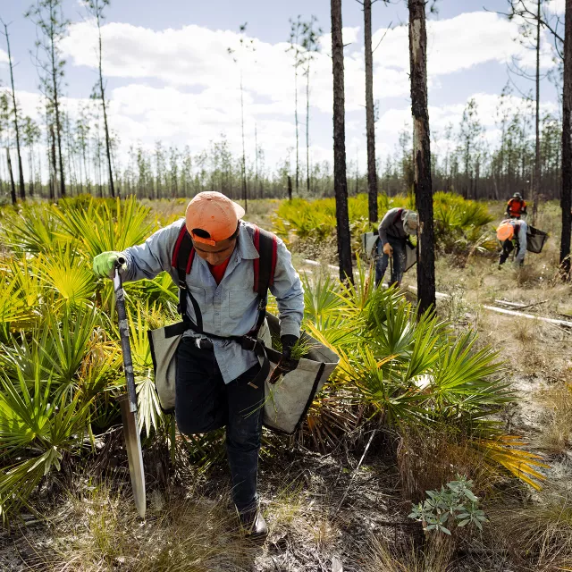 tree planters at work