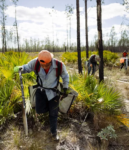tree planters at work