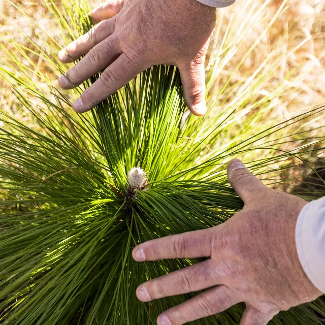 hands examine young long leaf pine