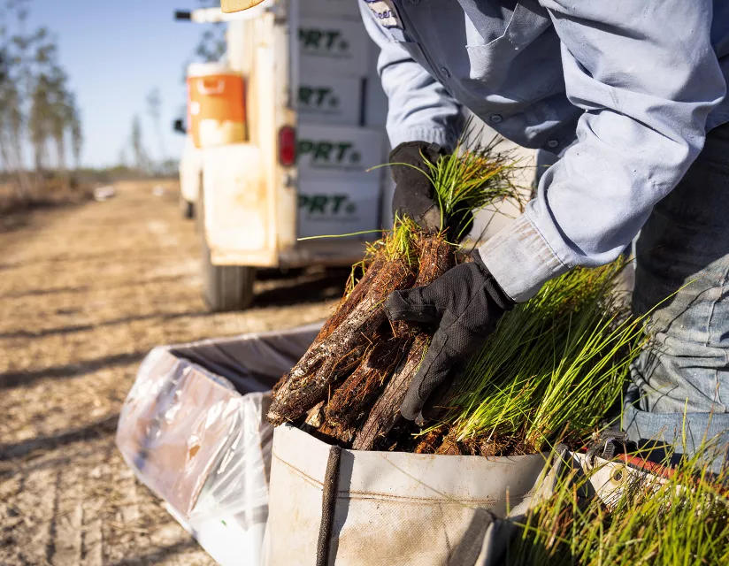 tree planter packing saplings in bag