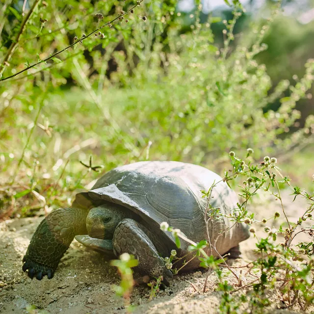 gopher tortoise 