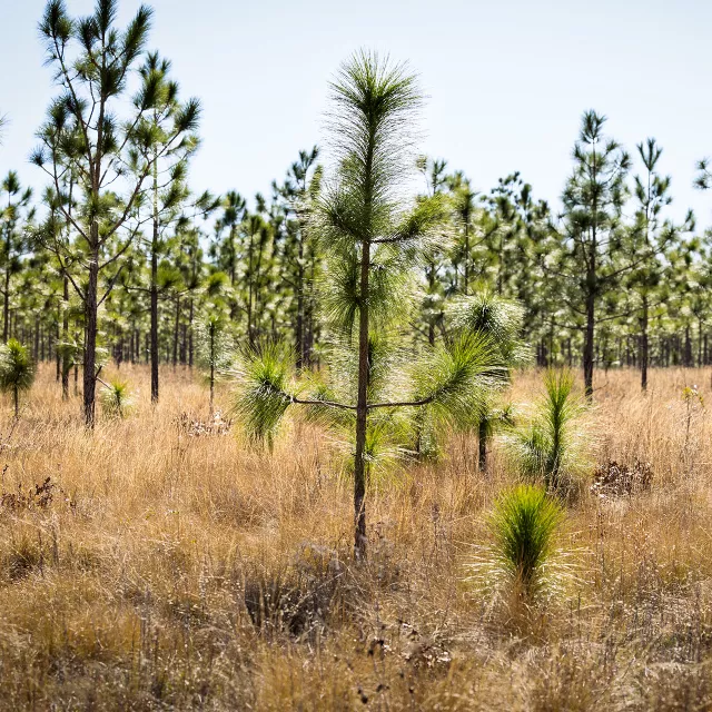 young long leaf pine forest
