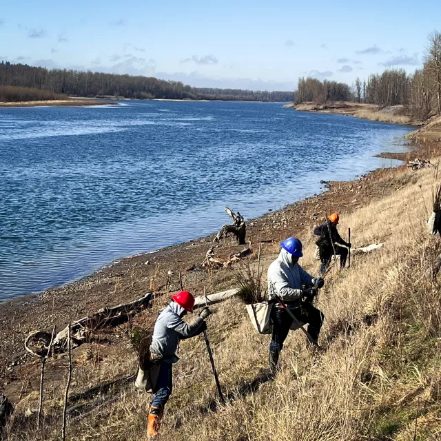 tree planters by river
