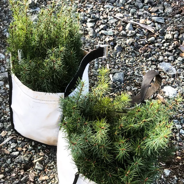 bags of trees