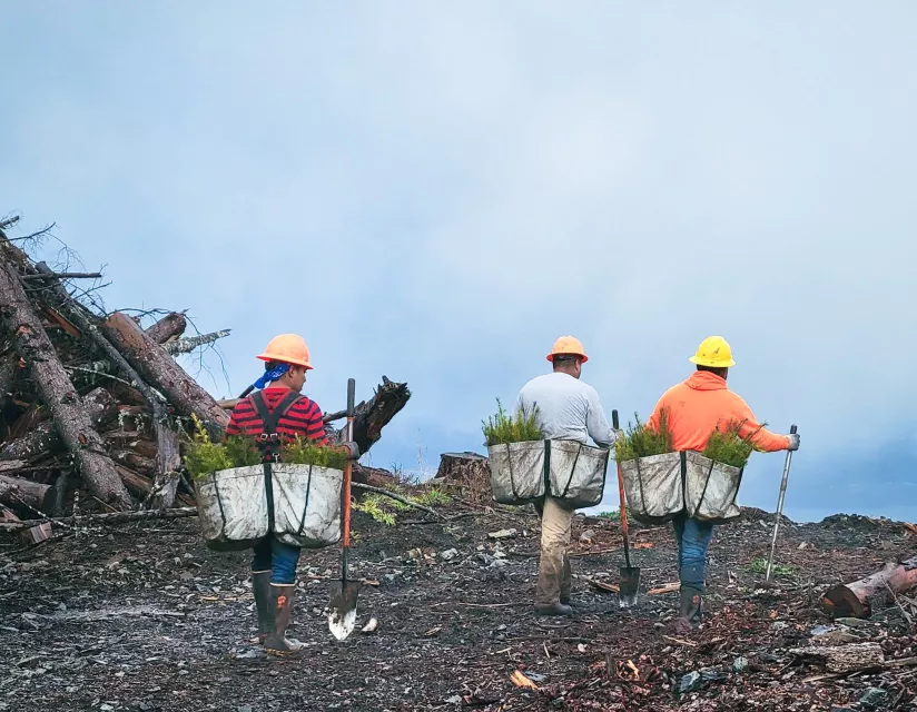 three tree planters with bags of trees