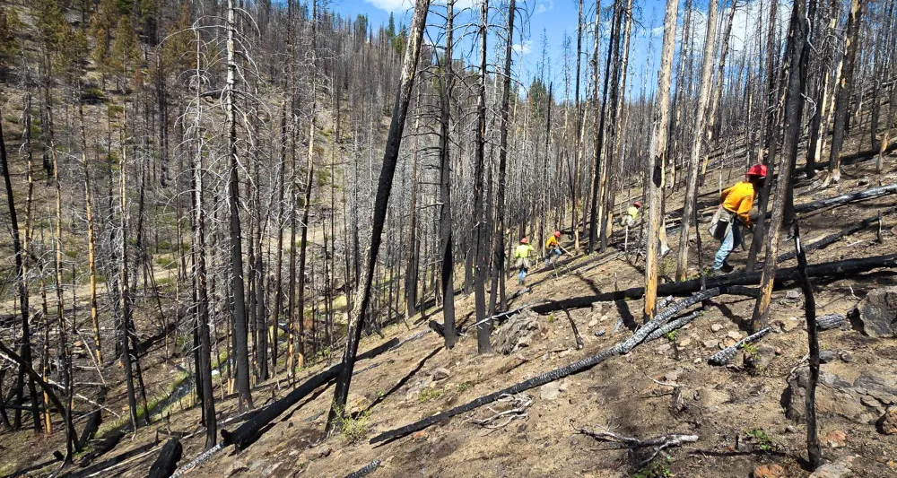 tree planters along burned mountainside