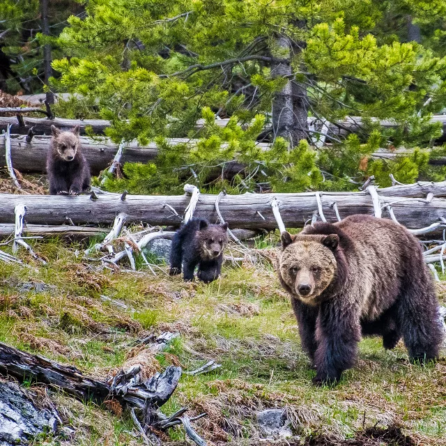grizzly bear with cubs in natural habitat