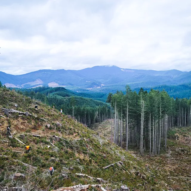 tree planters along barren mountainside