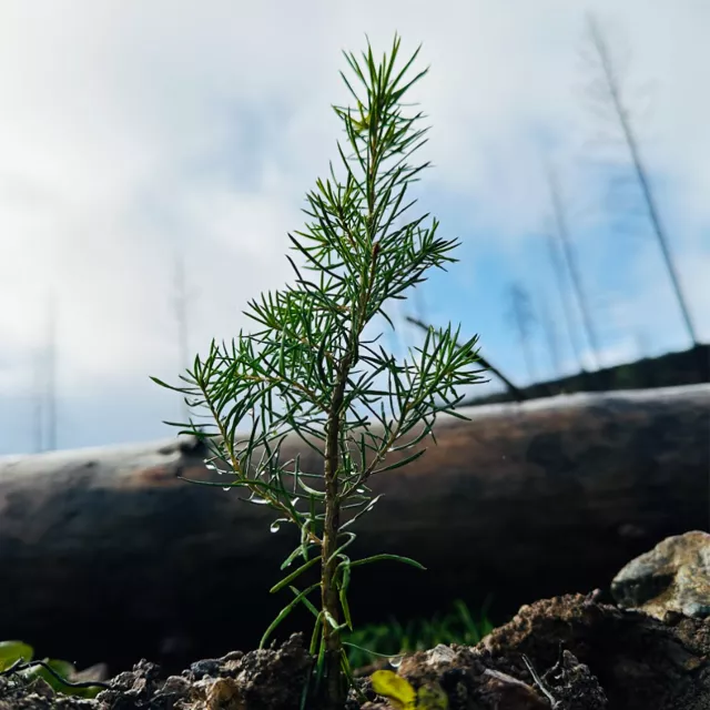 sapling by burned log