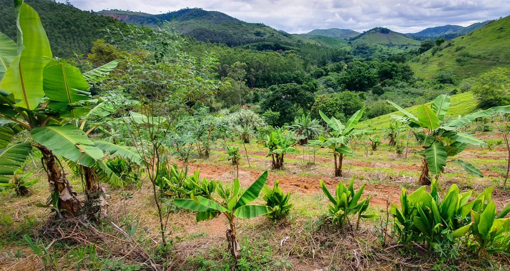young trees on mountainside