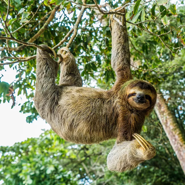 three toed sloth