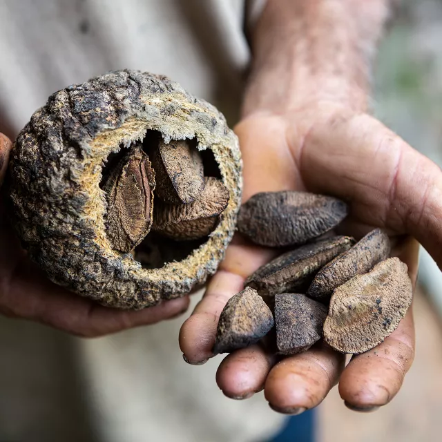 hands holding Brazilian nuts