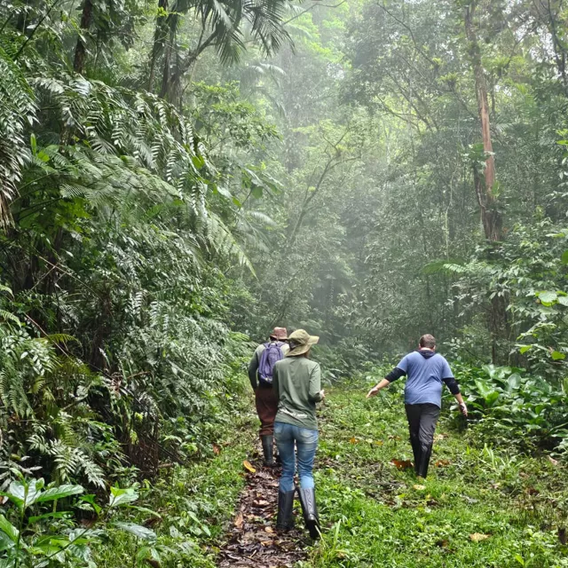 misty air on forest understory