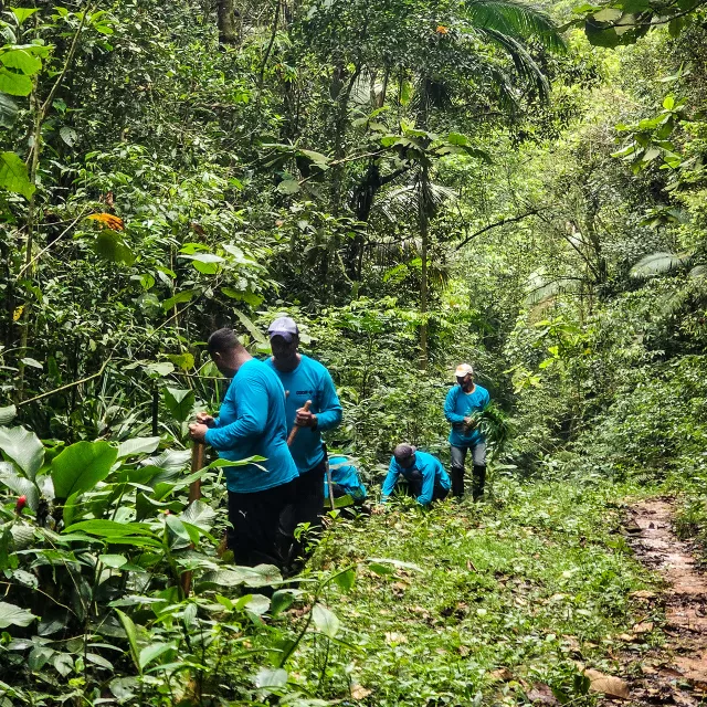tree planters at work