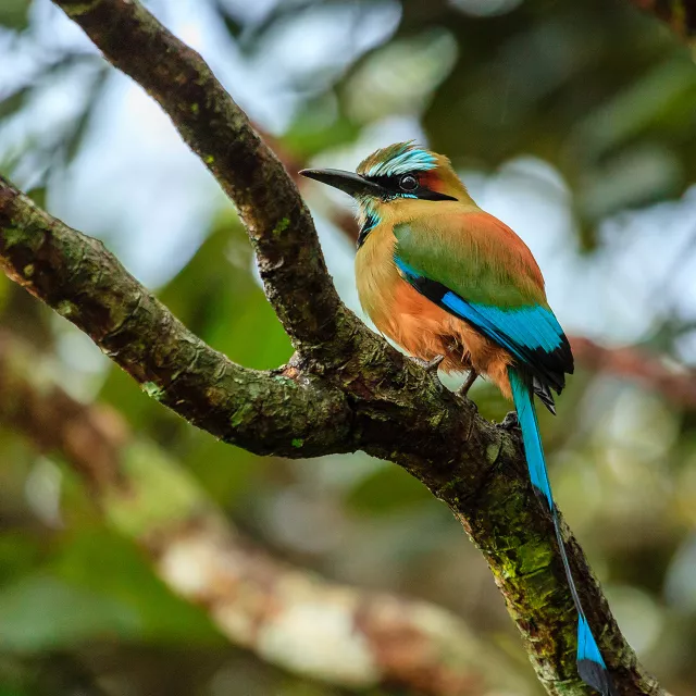Turquoise-browed Motmot