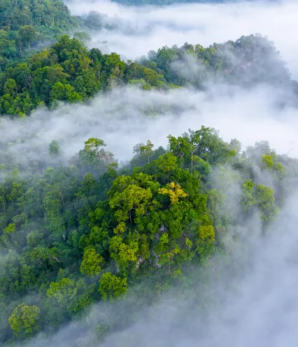 mist over Amazon forest