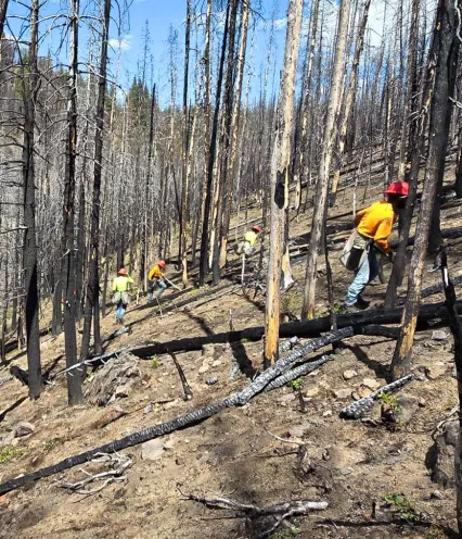fire-scarred forest with tree planters