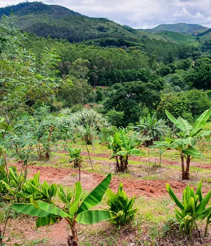 young trees on mountainside