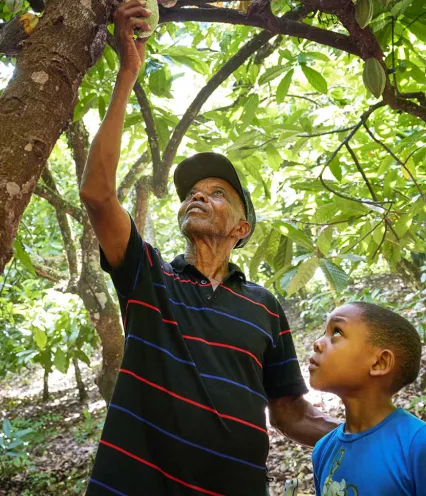 man with boy reaching for cacao in tree
