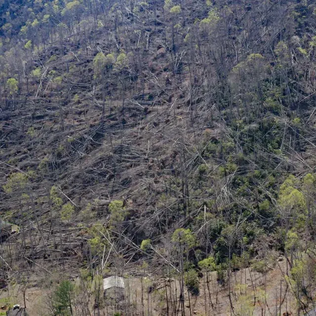 A deforested hillside with scattered tree trunks and sparse vegetation, indicating severe environmental impact.
