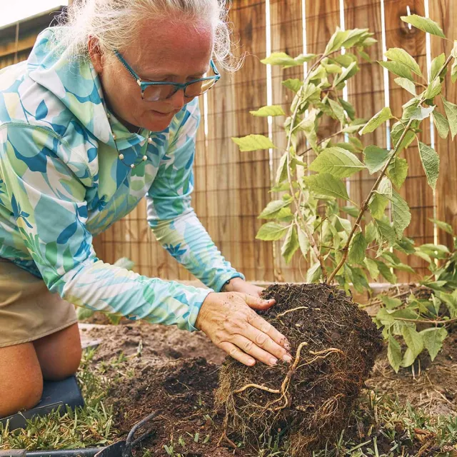 A person kneels in a garden, gently handling a potted plant with rich, dark soil and visible roots, preparing to plant it.