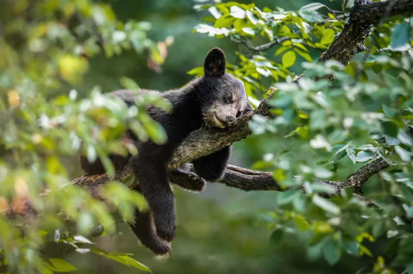 A black bear cub peacefully sleeps on a tree branch, surrounded by lush green leaves and soft natural light.
