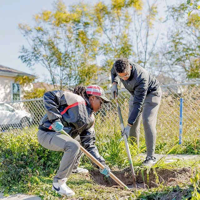 Two individuals are gardening, using shovels to dig in a sunny outdoor area surrounded by greenery and a fence.