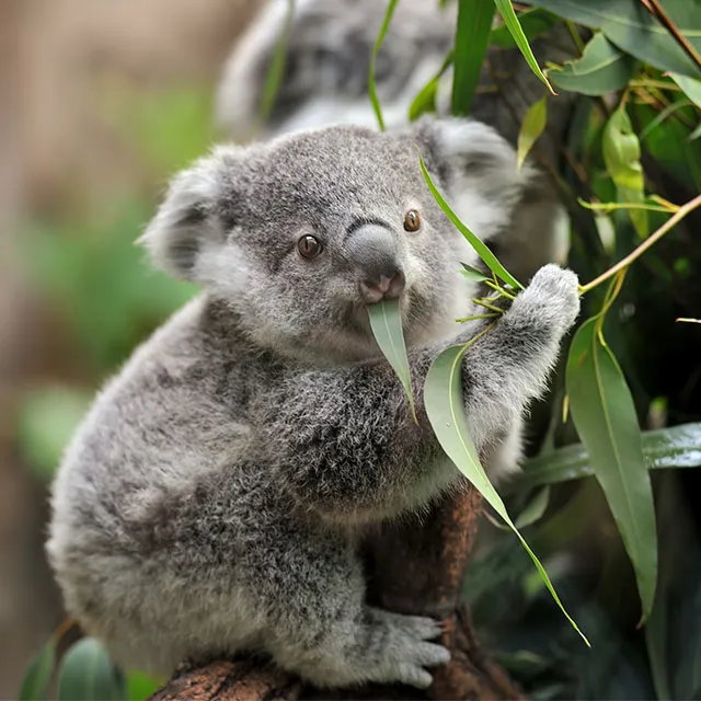 A playful koala clings to a tree branch, munching on eucalyptus leaves in a lush green environment.