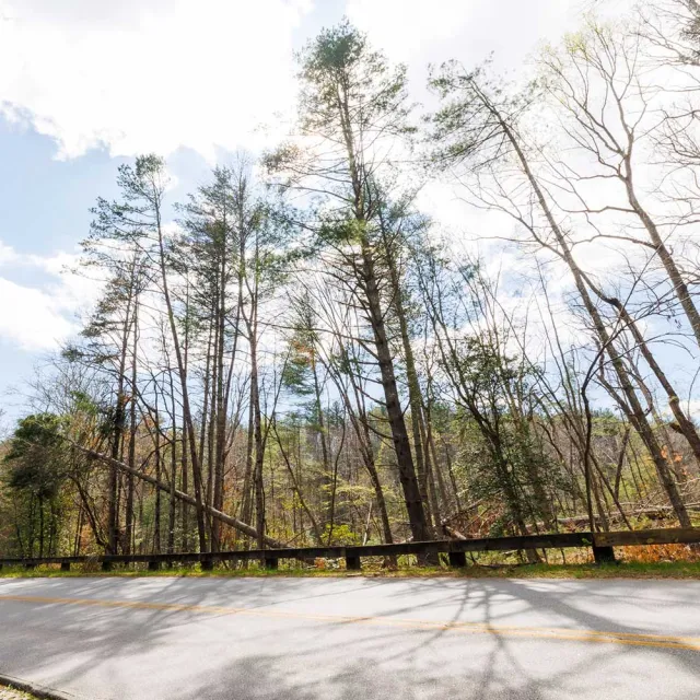 A winding road bordered by tall trees, some showing signs of decay, under a bright sky with scattered clouds.