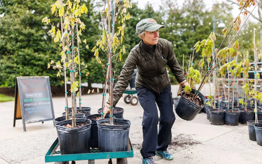 A woman carries a potted tree while loads of young trees in pots are lined up on a cart in a garden setting.