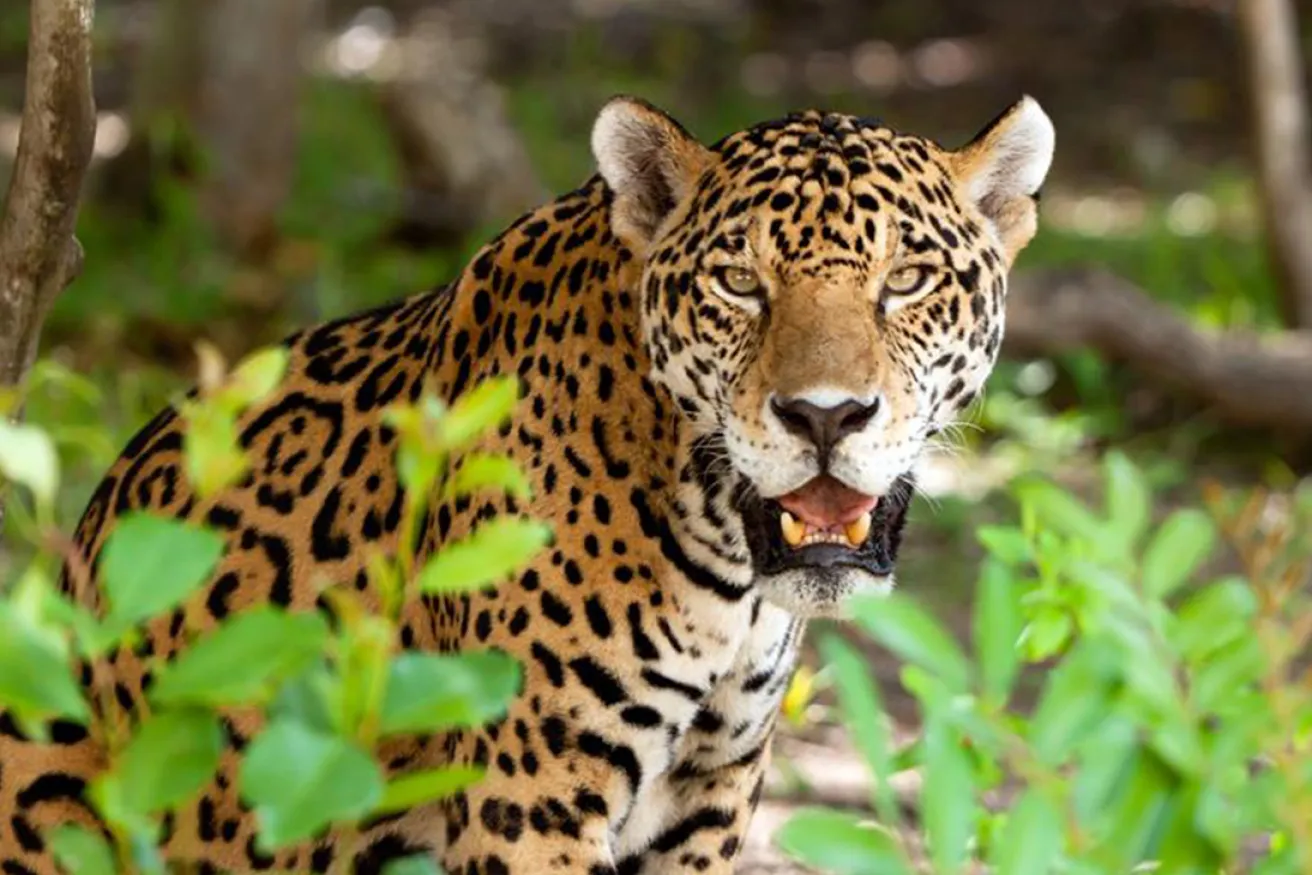 A close-up of a majestic jaguar surrounded by lush green foliage, showcasing its distinctive spotted coat and intense gaze.