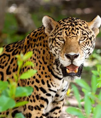 A jaguar with distinct rosette-patterned fur sits near green foliage, showing its powerful features in a natural setting.