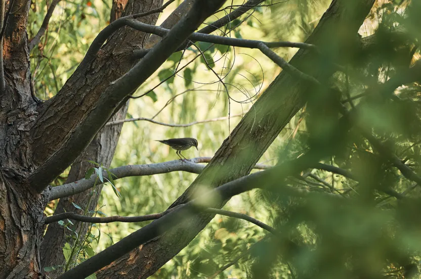 A small bird perched on a branch amidst green foliage, surrounded by textured tree bark and intersecting branches.