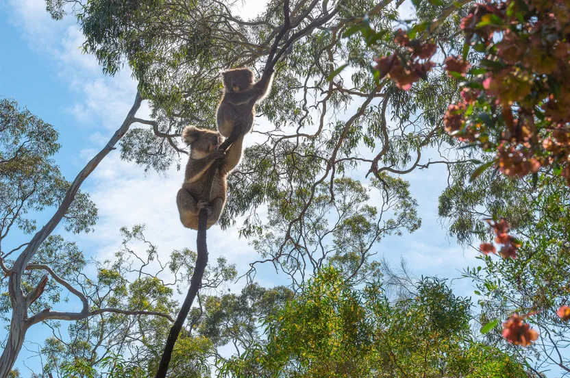 Two koalas perched on a tree branch amidst eucalyptus leaves, with a bright blue sky above them.