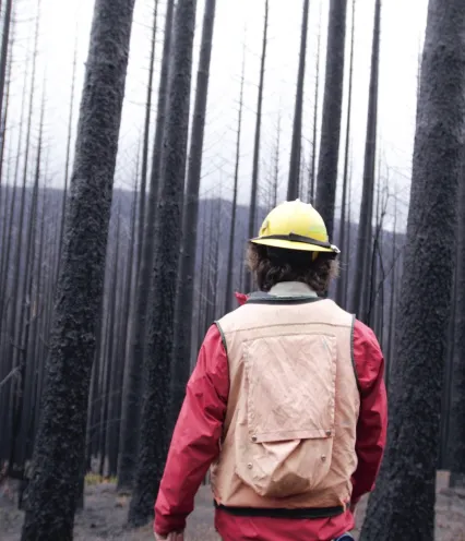 Man walking through trees scorched by wildfires.