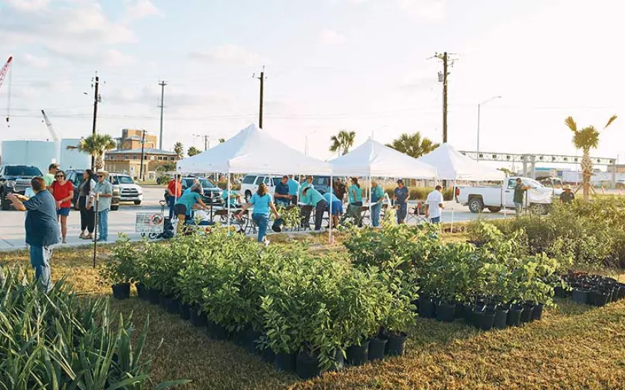 perspectives_hero_replantinggulf_image