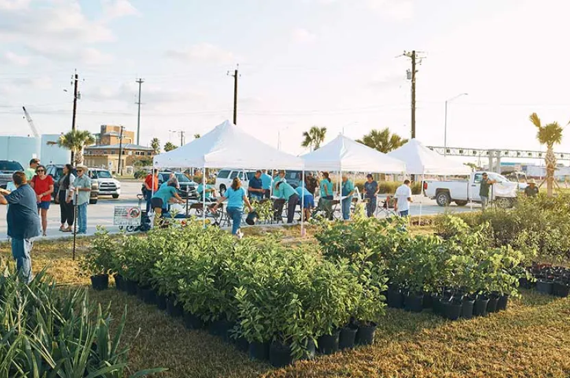 perspectives_hero_replantinggulf_image