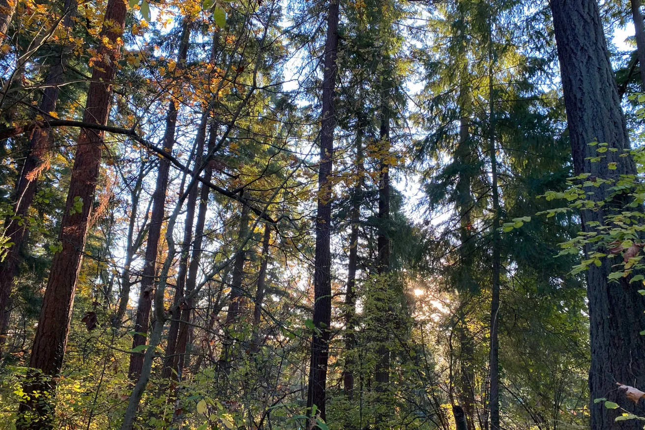 Sunlight filters through tall trees with colorful autumn leaves, creating a serene forest scene.
