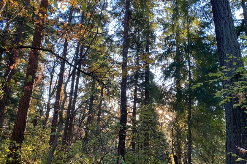 Sunlight filters through tall trees with colorful autumn leaves, creating a serene forest scene.