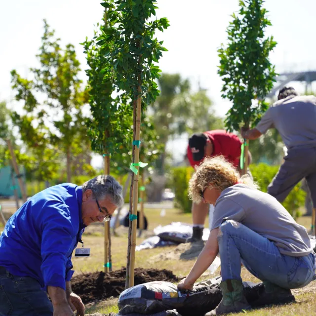 People planting trees in a park, wearing casual clothes. The scene conveys teamwork and environmental care, with greenery in the background.