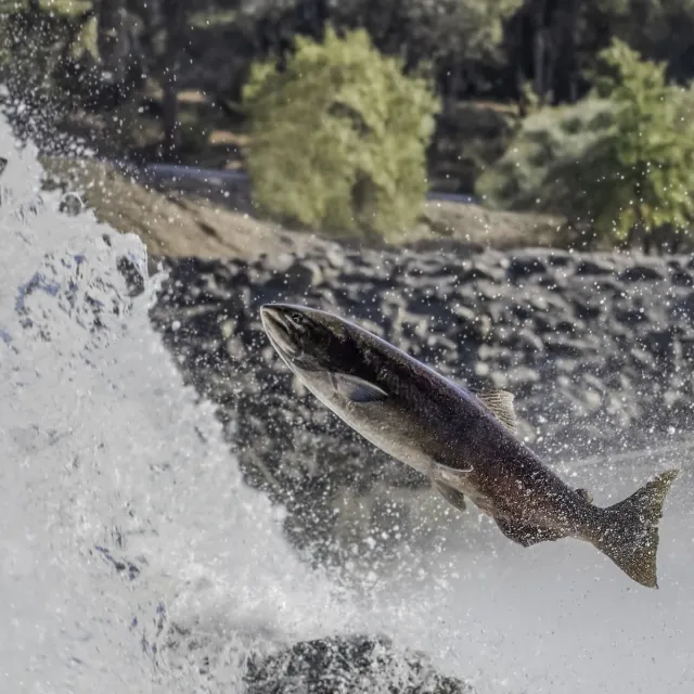 A salmon leaps through splashing water, showcasing its sleek body against a backdrop of trees and rocky shoreline.