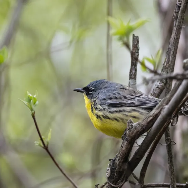 A close-up of a yellow-breasted bird perched on a branch, framed by fresh green leaves in a soft-focus background.