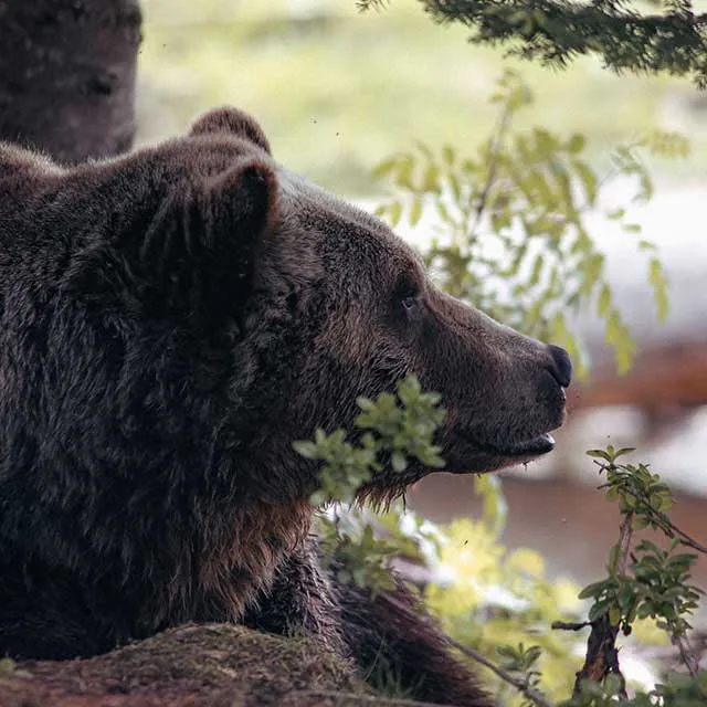 A close-up profile of a brown bear resting among greenery, showcasing its thick fur and attentive expression in a natural setting.