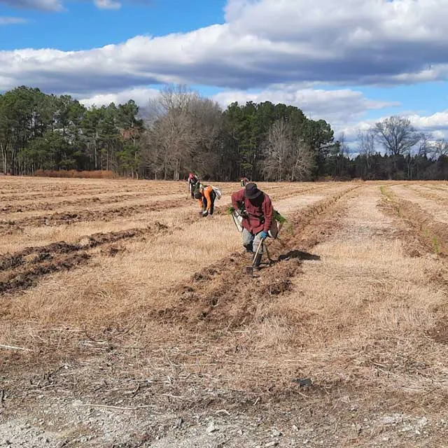 Farmworkers planting in rows on a cleared field with trees in the background under a partly cloudy sky. 