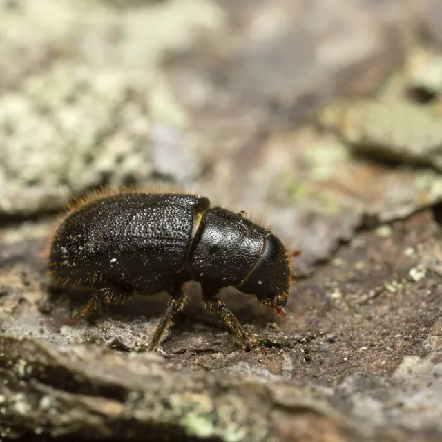beetle on a tree