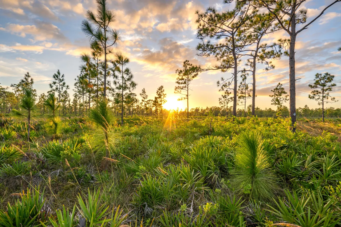 sunset with longleaf pine trees