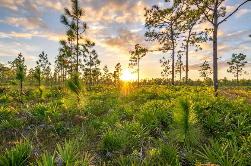 sunset with longleaf pine trees